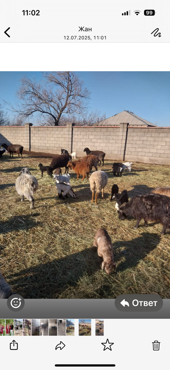 Қойшы керек, 1 год