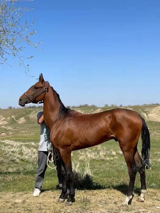 Лошадь, 4 года