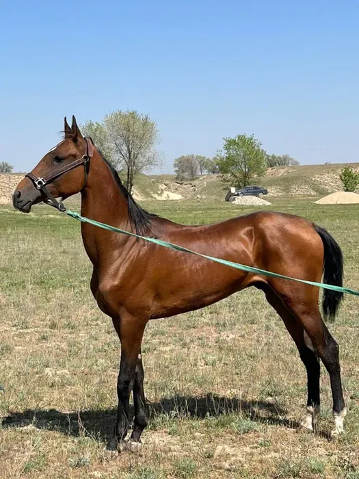 Лошадь, 4 года