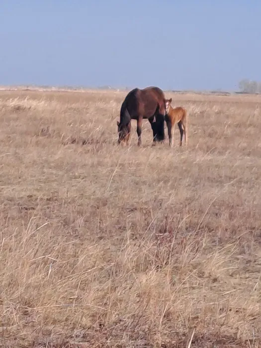 Лошадь, 1 год 5 месяцев