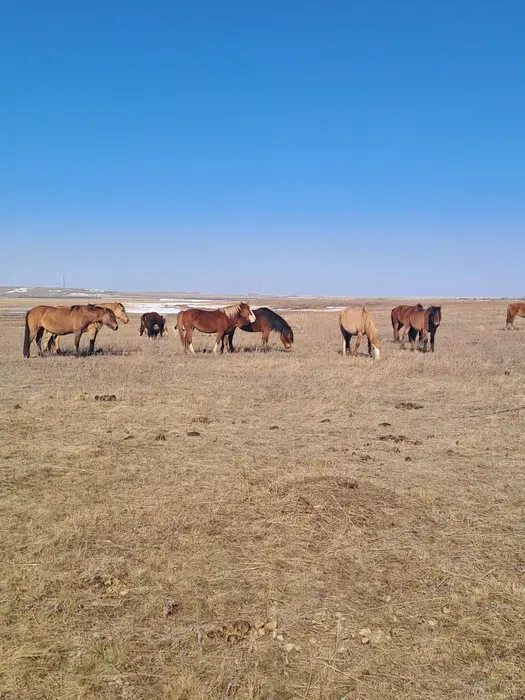Лошадь, 1 год 5 месяцев