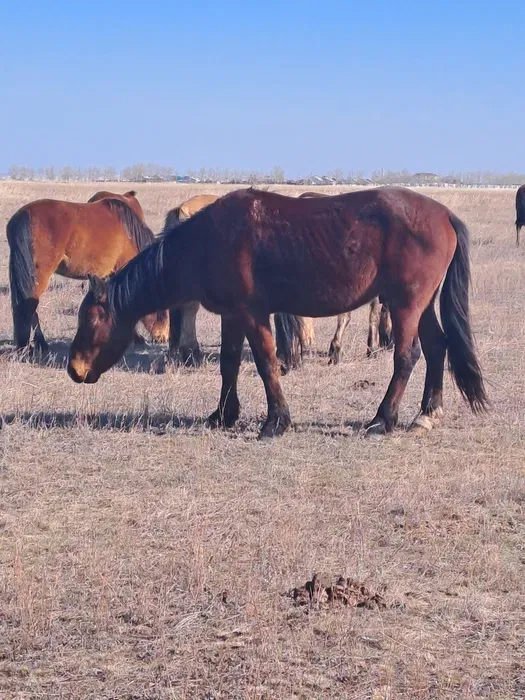 Лошадь, 1 год 5 месяцев