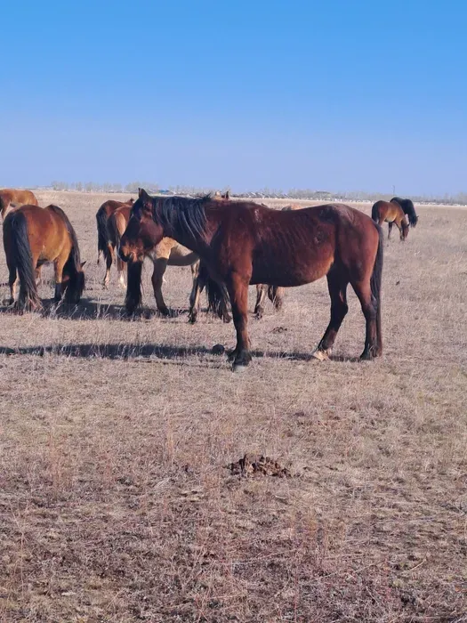 Лошадь, 1 год 5 месяцев