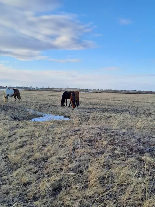 Лошадь, 1 год 5 месяцев