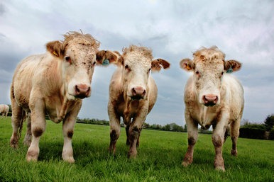 Корова, 2 года 8 месяцев