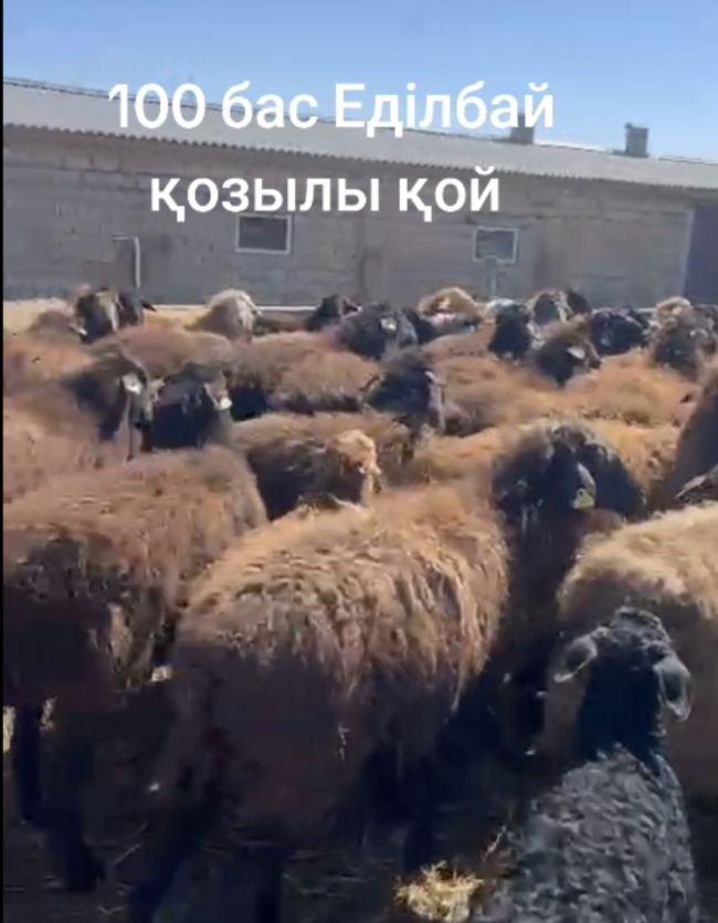 Баран, 1 год
